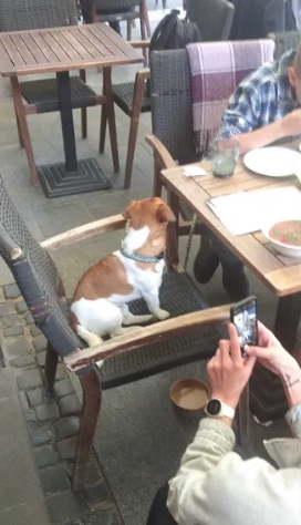 Из пса Патрона сделали бренд: в сети продают его миску за 15 тысяч гривен